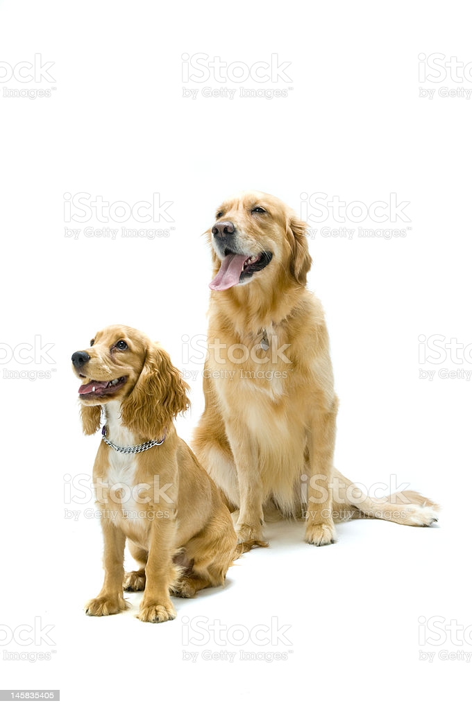 Two dogs in the studio together